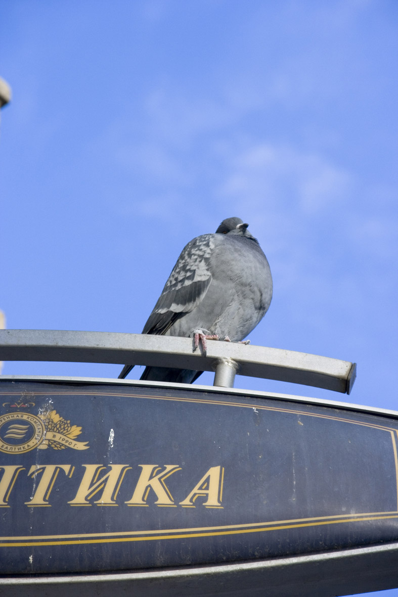 голубка