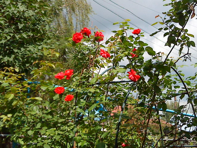розы