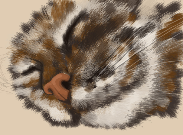 кот