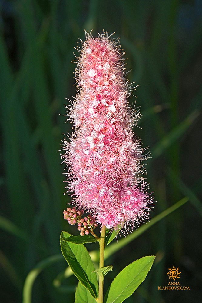 Fluffy