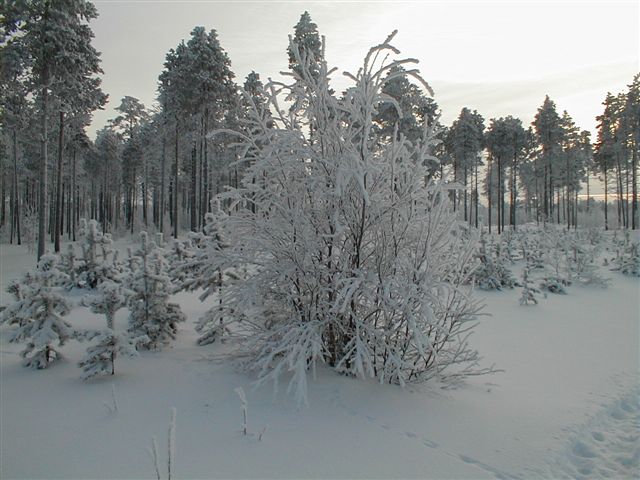 North