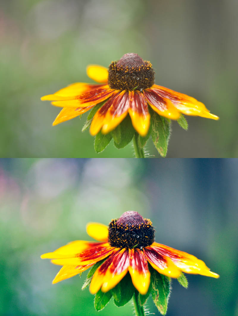 До и после (фоторетушь) цветы