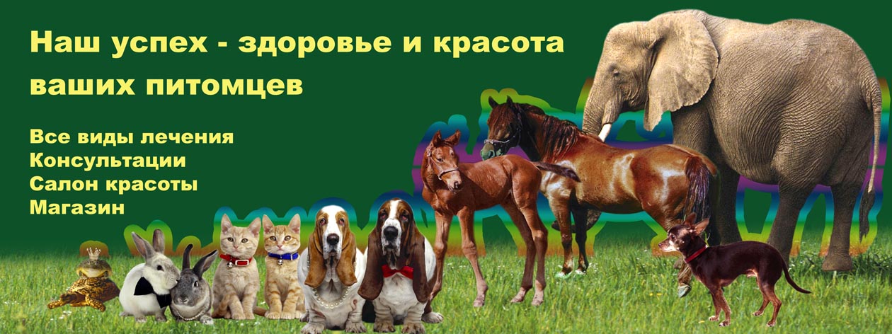 Правая часть баннера&quot;Шесть слонов