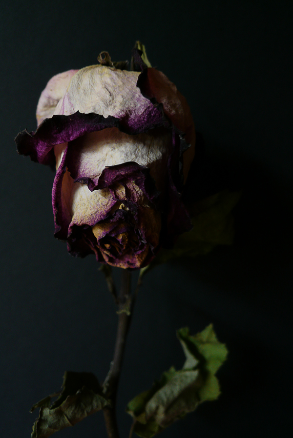 Грустная роза
