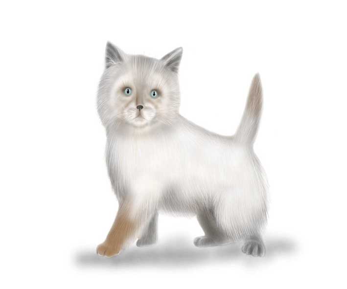 Котик 