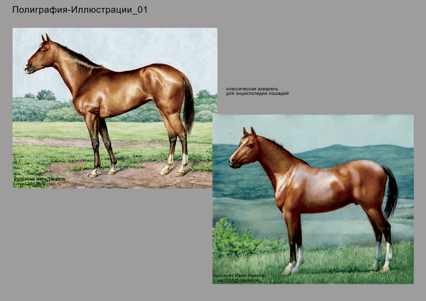 иллюстрации для энциклопедий лошадей