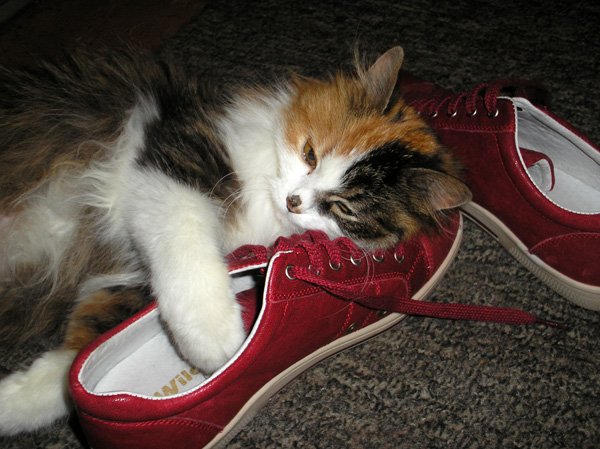Кошка