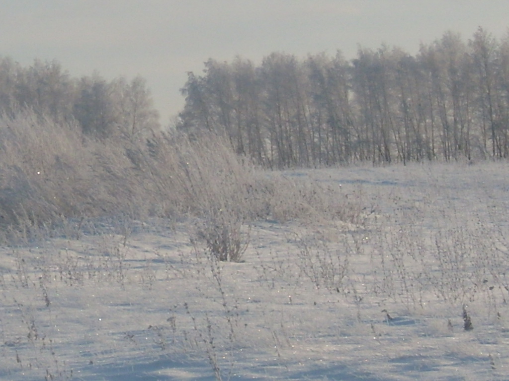 Белоснежно