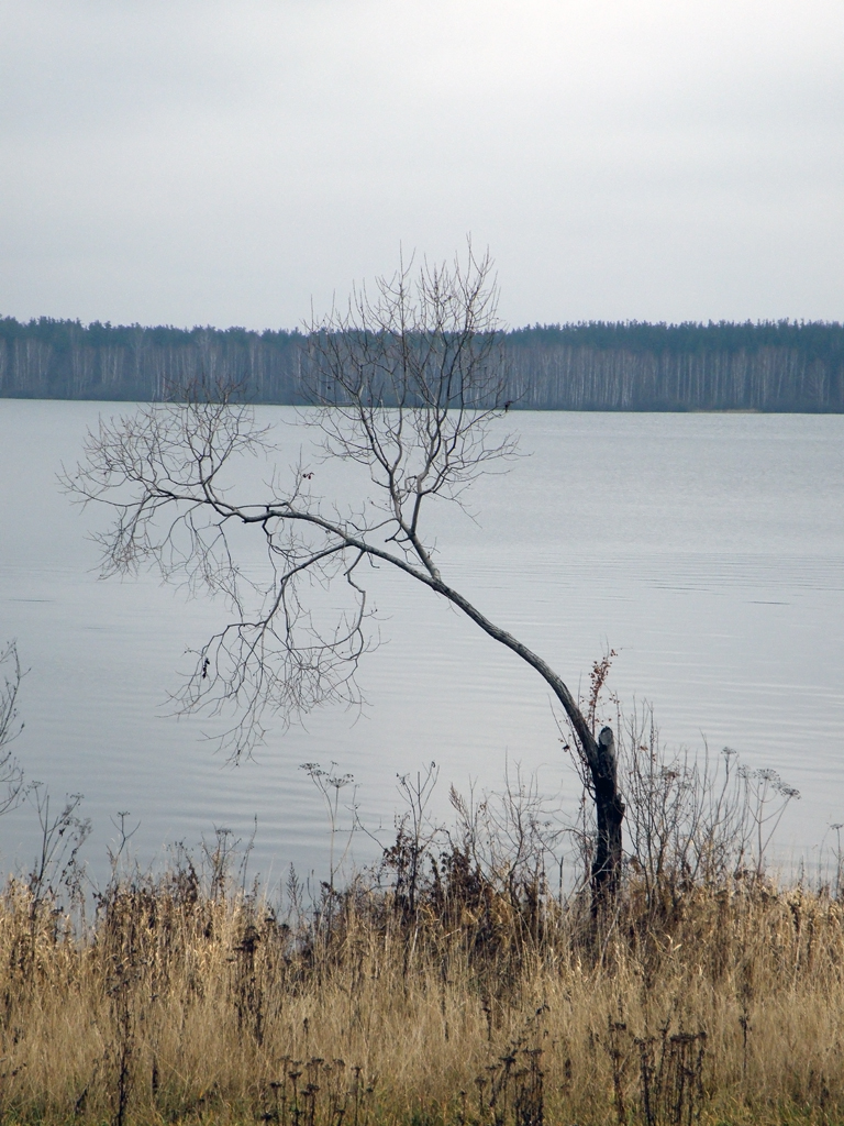 Осень 2008 (берег Волги)