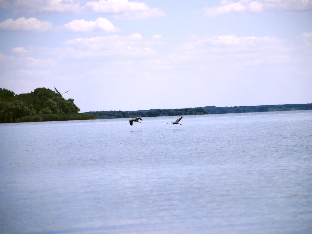 Лелекі