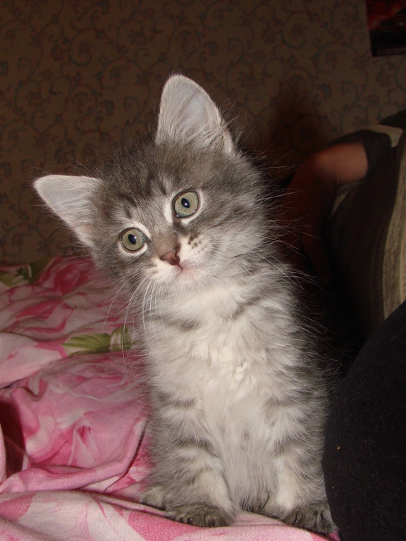 МУЛЬТИК