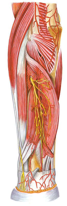 Иллюстрация для анатомического атласа