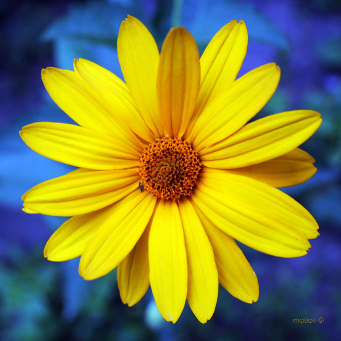 flower