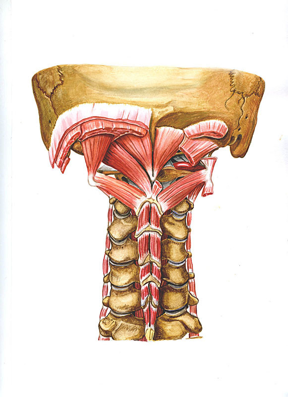 Иллюстрация для анатомического атласа