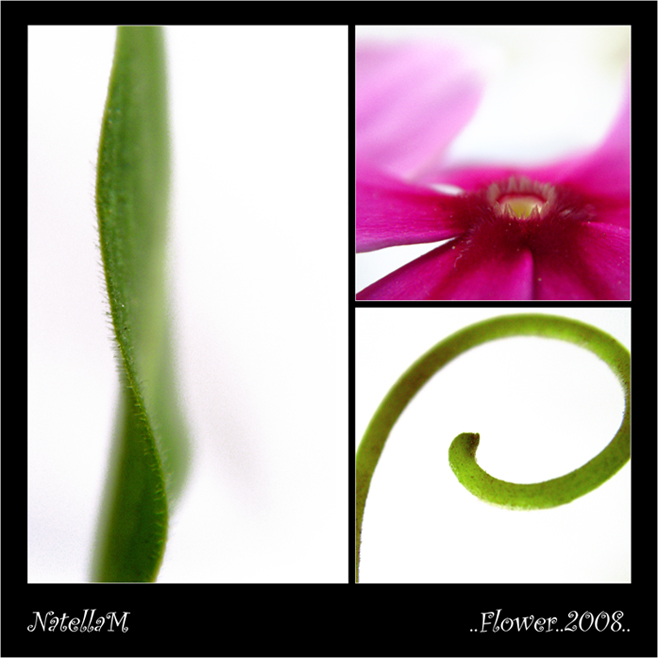 flowers 2008