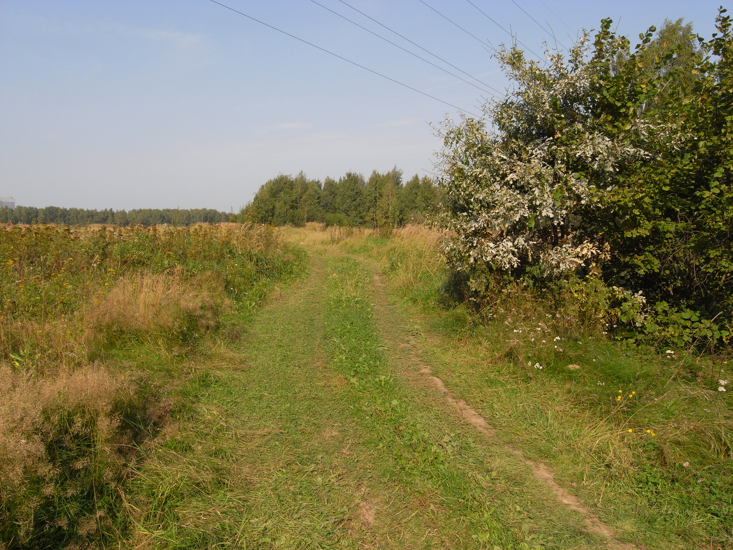 Битцевский лес