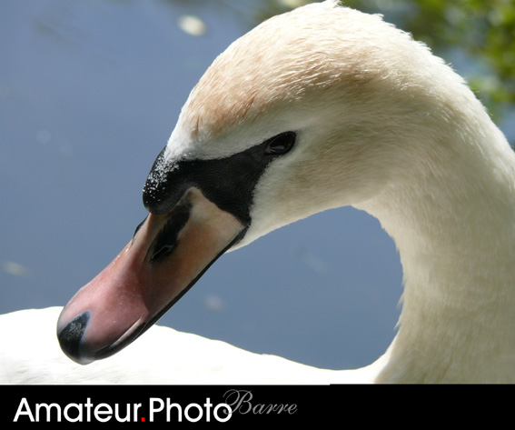 Sudden Swan