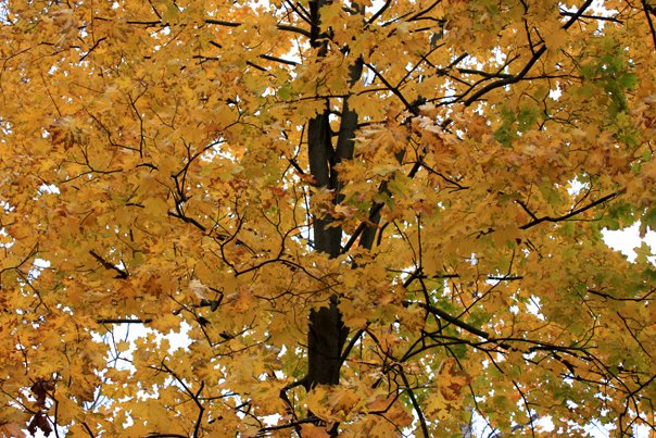 Осеннее дерево.