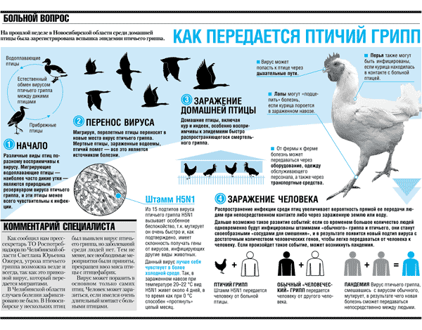Инфографика «Птичий грипп»
