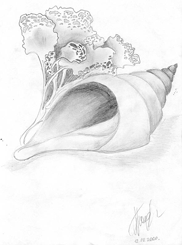 Раковина