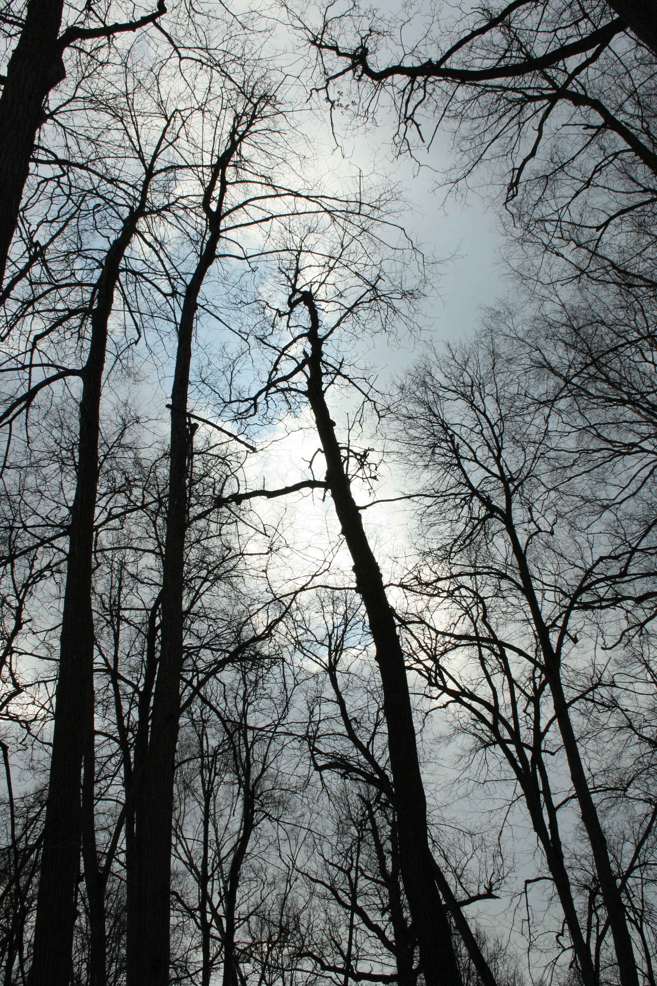 sun and tree