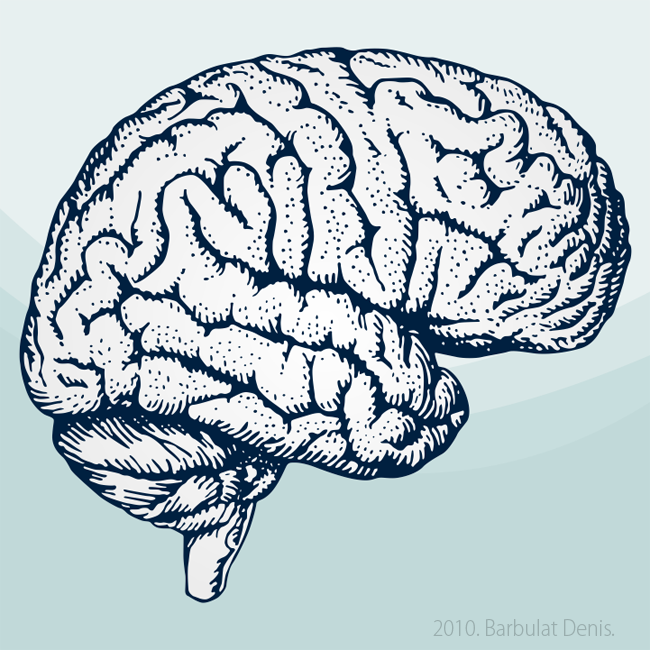 Головной мозг (высокая детализация)