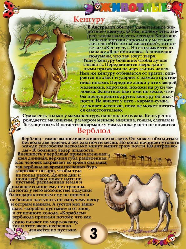 кенгуру и верблюд