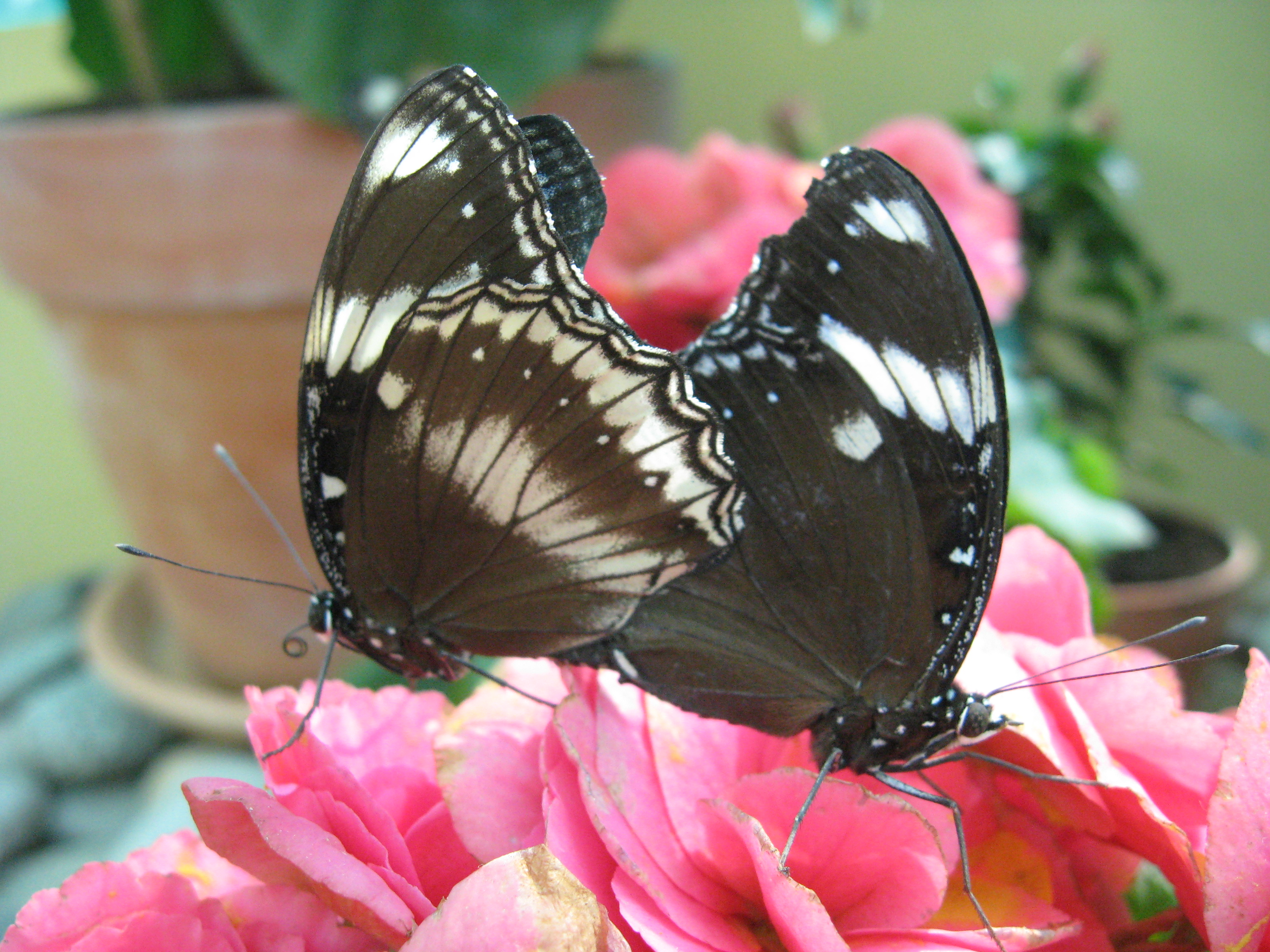 butterfly