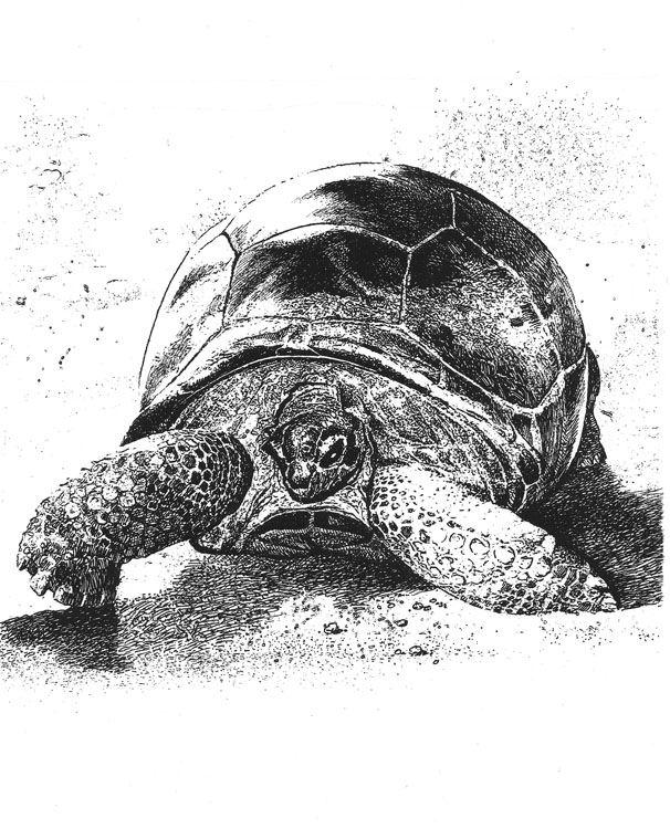 Галопогосская черепаха