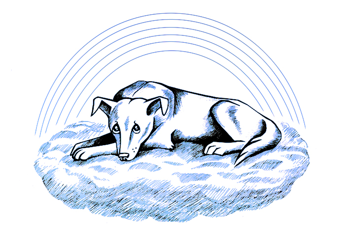 Иллюстрация. Душа собаки, ждущей своего хозяина на небе.