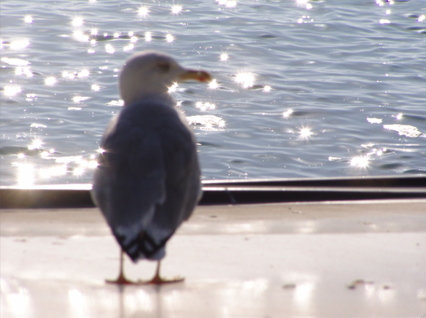 Seagull