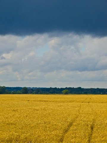 поле