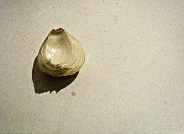 Лук