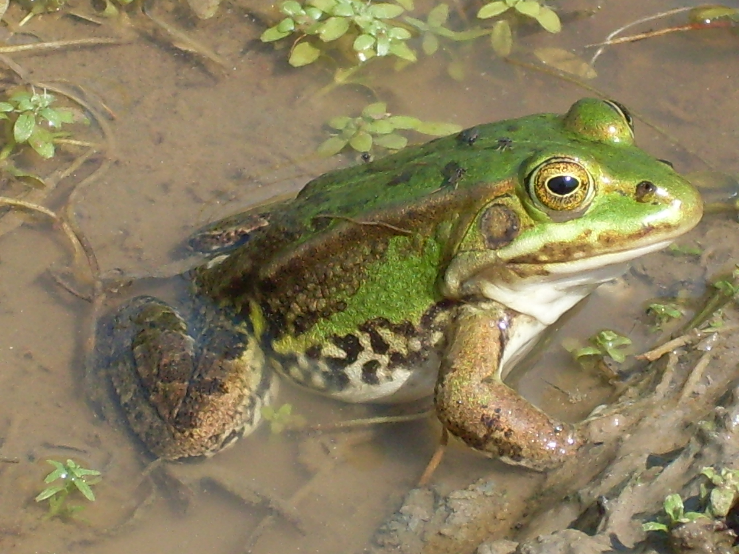 frog