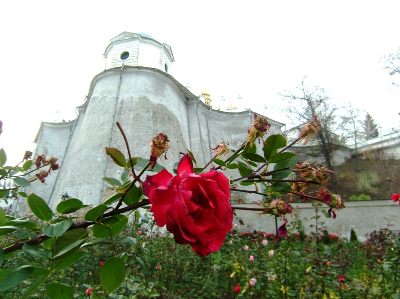 Роза у Киево печерской лавры