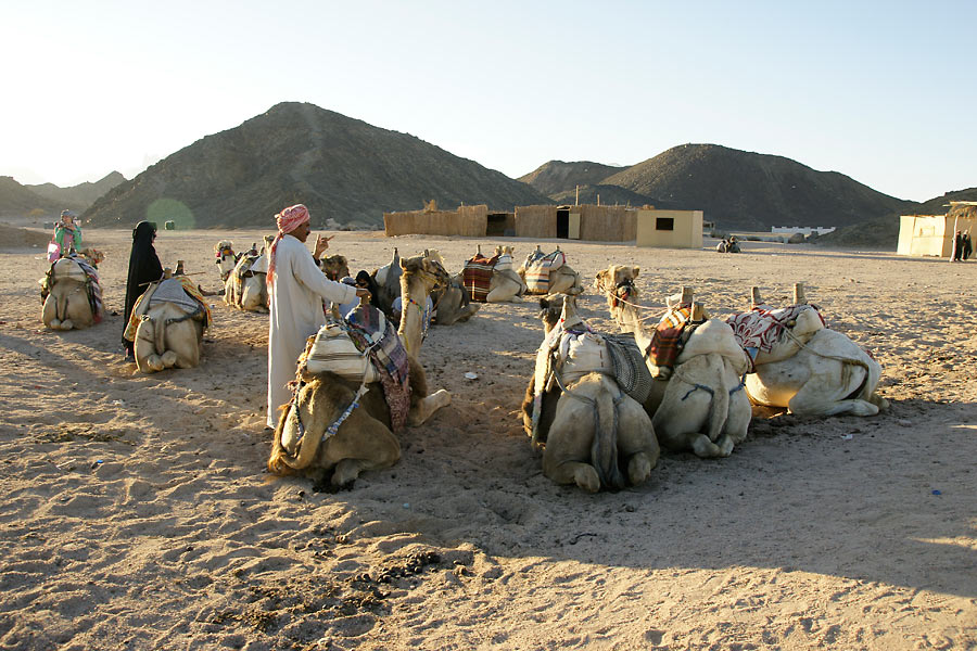 Бедуины