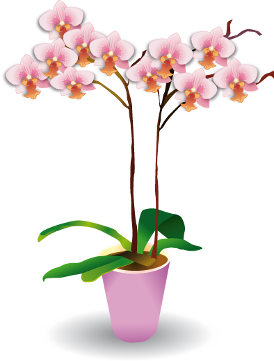 Орхідея
