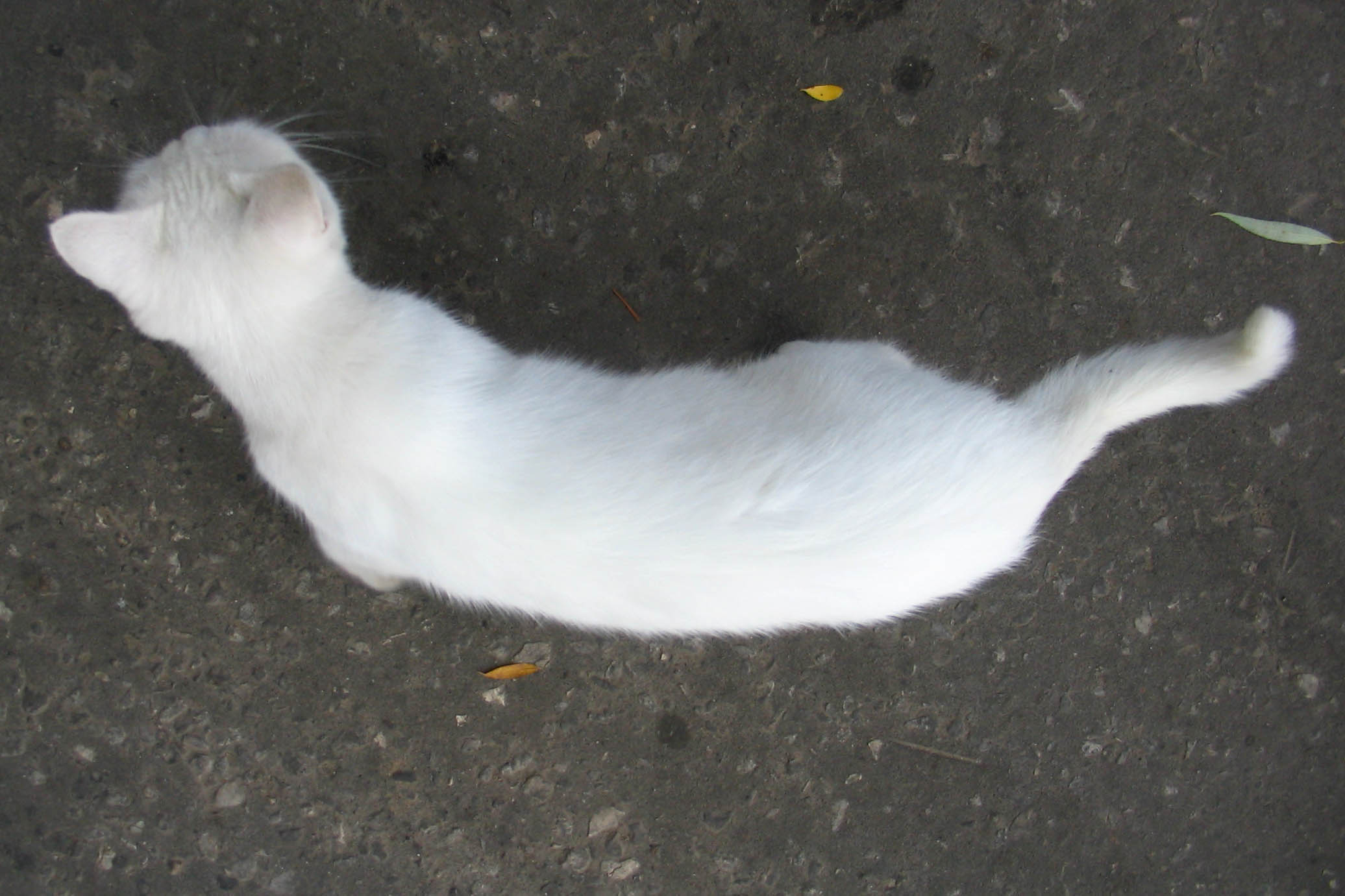 лунный кот