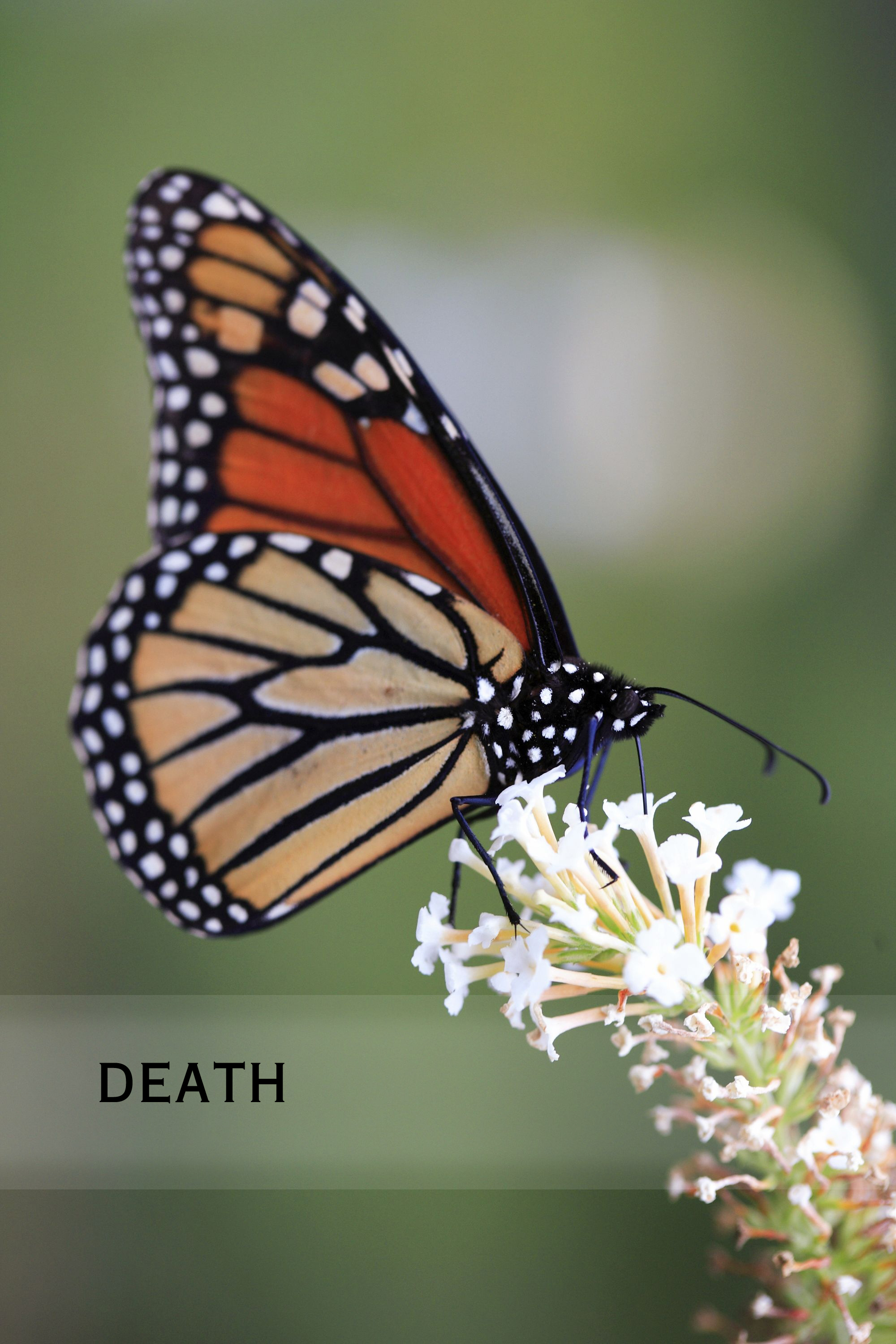 Death