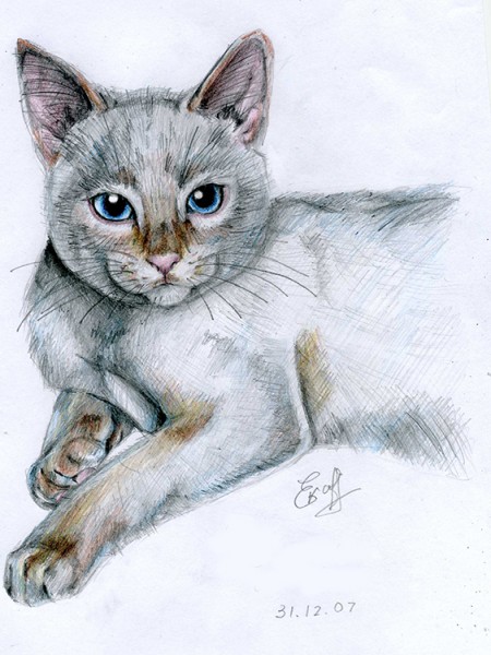 cat1