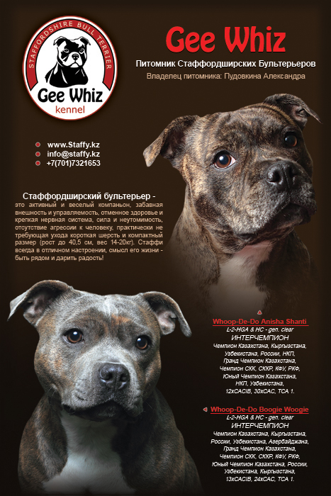 Рекламный макет для питомника собак породы стаффордширский бультерьер
