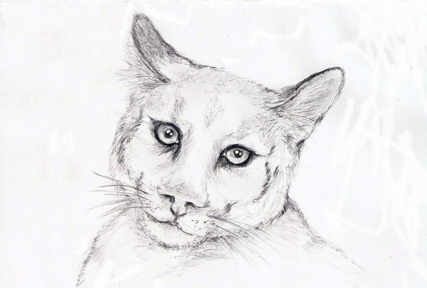 кот