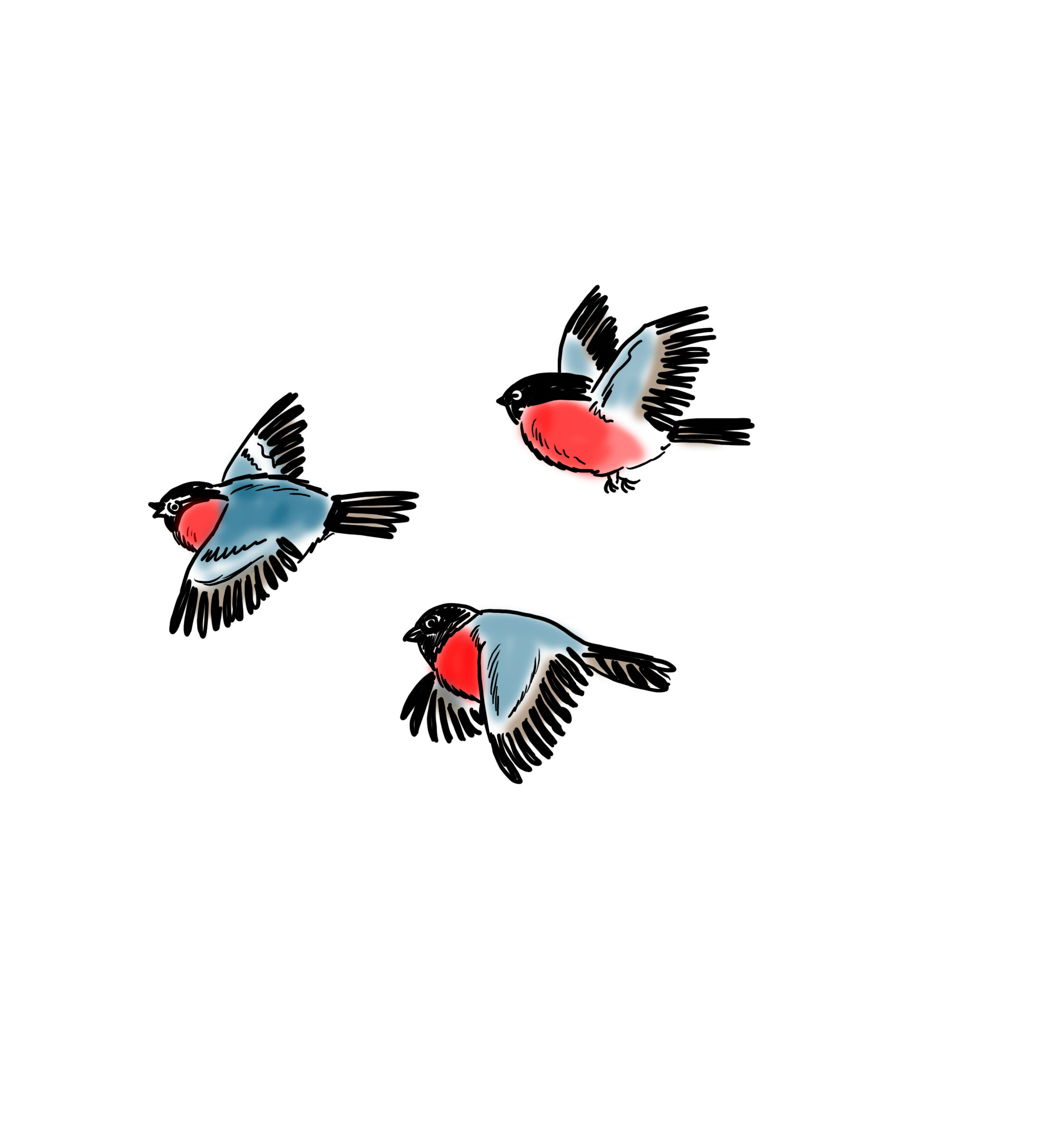 рисунок птиц для иллюстрации