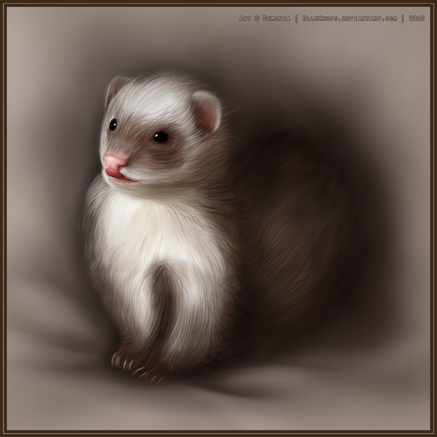 Ferret