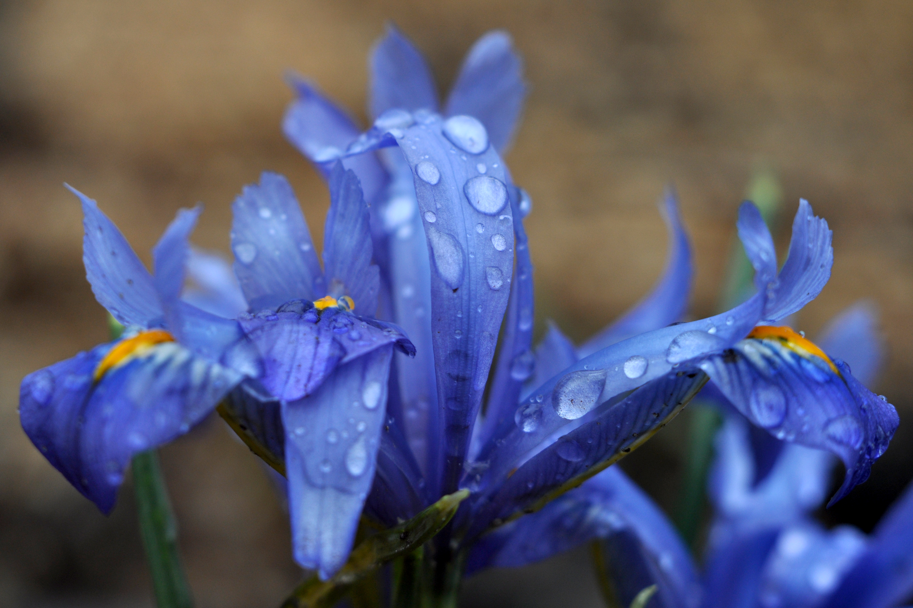 macro