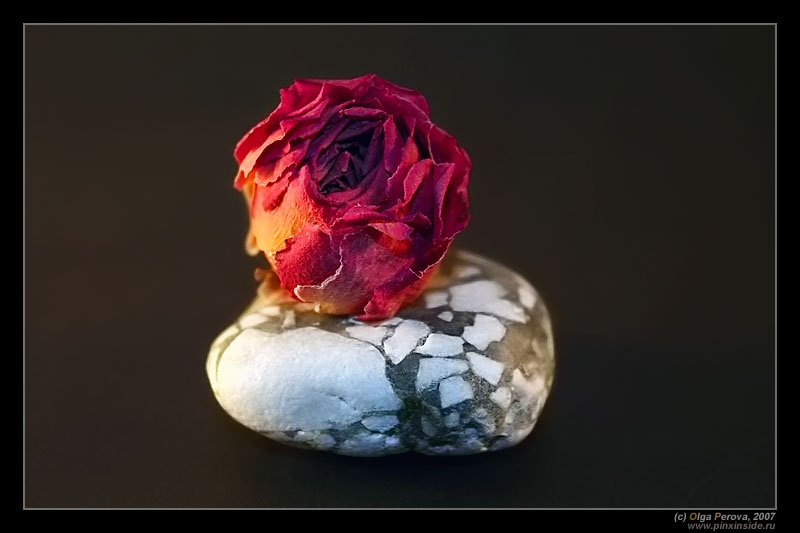 Предметная съемка. Роза и камень