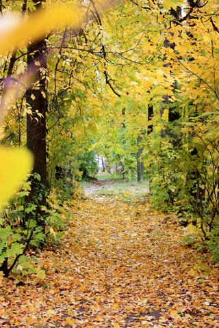 Осень, аллея.