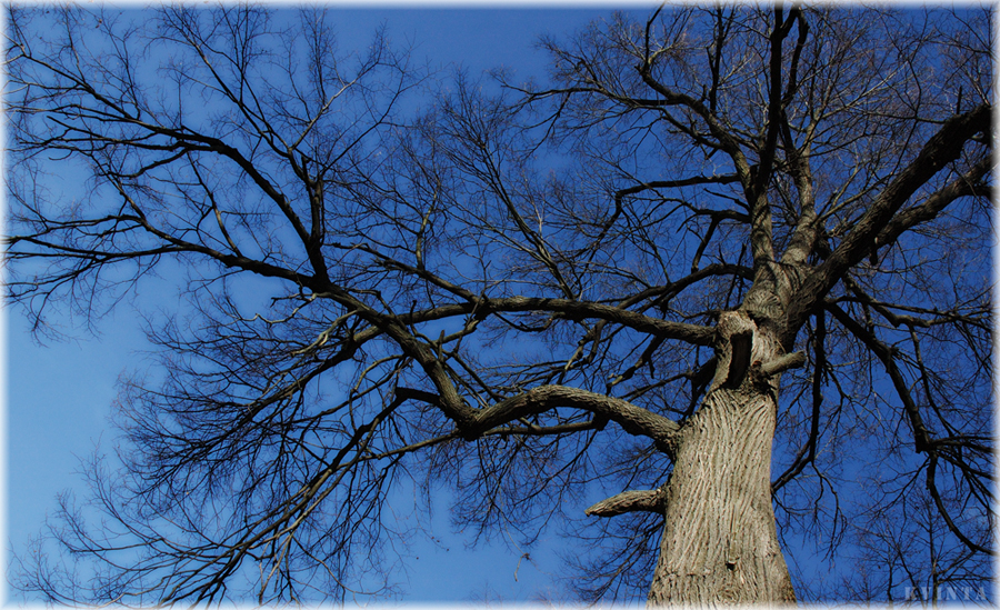 Неразлучные небо и дерево