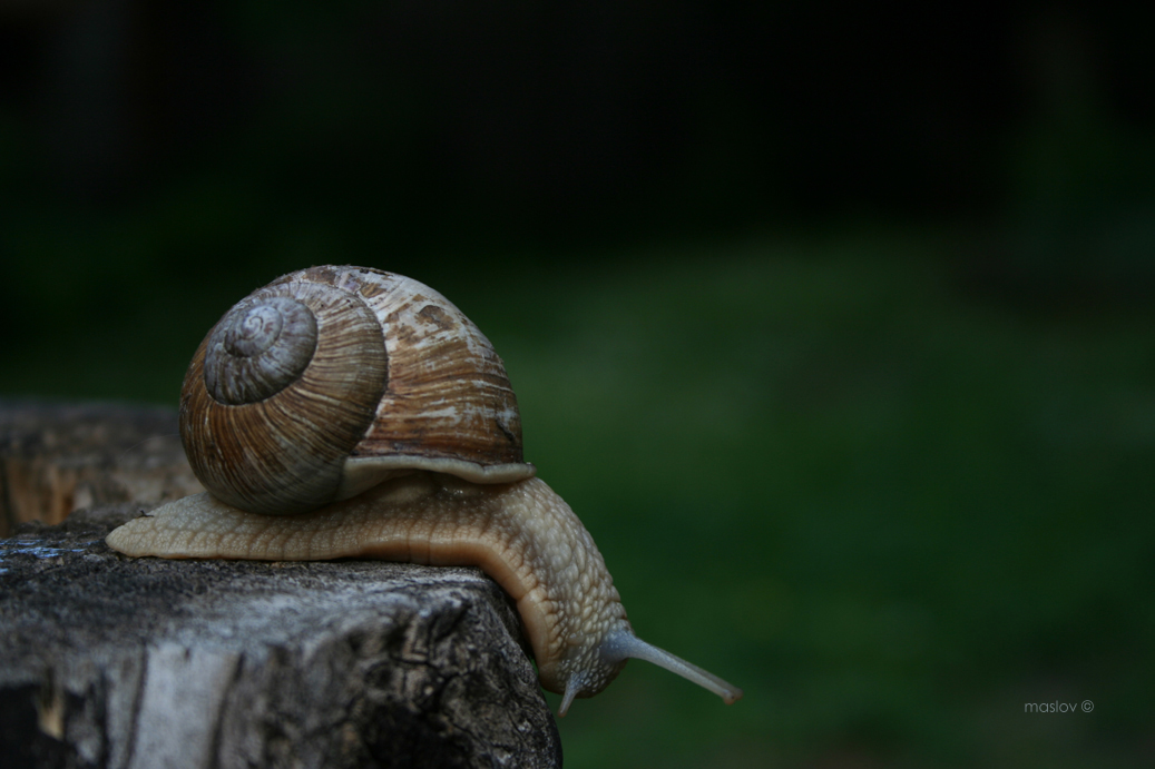 Snail